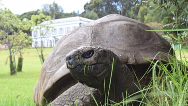 Jonathan the tortoise photographed on the lawn at Plantation House, Saint Helena