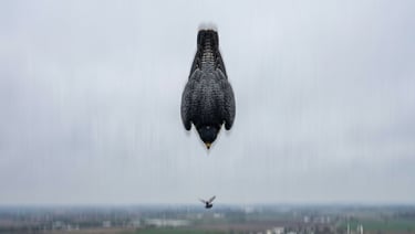Peregrine falcon in a full vertical stoop dive, wings folded tight against the body,