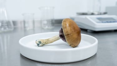 Psilocybin Trials Fall Short: What the Science Actually Shows