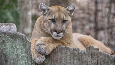A Mountain Lion Walked Into Palo Alto. Here's What It Signals.