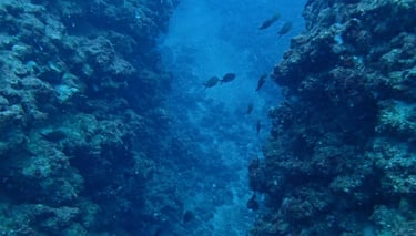 Underwater landscape with fish (Chromis chromis)