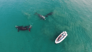 avistaje de ballena franca austral