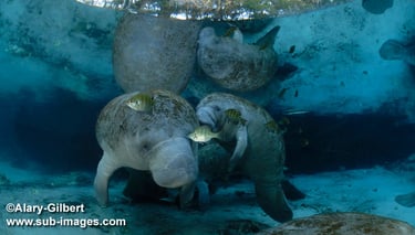 Une mère et son petit près de la surface de Three Sisters Springs, à Crystal River, Floride (© Alary-Gilbert/SUB-IMAGES)