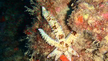Blue spiny starfish (Coscinasterias tenuispina)