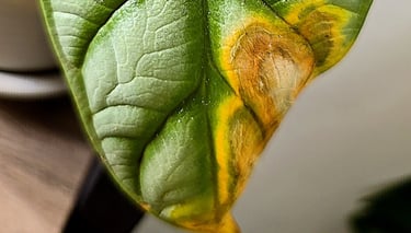 Alocasia Silver Dragon with nutrient burnt leaf tip