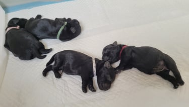 Chiots schnauzers nains noirs à la naissance