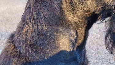 Cou mâle Schnauzer nain noir