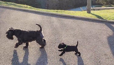 Schnauzers en pleine action