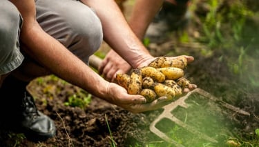 a man holding a pile of potatoes on a field