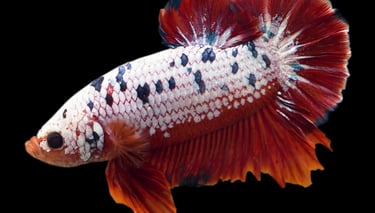 Columnaris Disease (Cotton Wool Disease)in fish