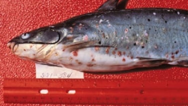 Edwardsiellosis (Enteric Septicemia of Catfish - ESC) in fish