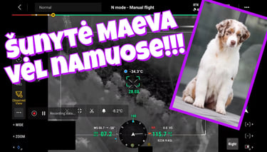 Dingusios šunytės Maeva paieška