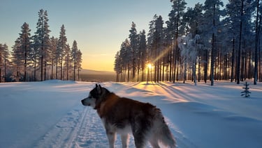 Un malamute d'Alaska se tenant sur une piste enneigée au lever du soleil, entouré de sapins