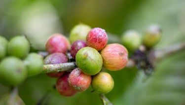 Close-up of ripening red and green coffee beans growing on a branch of a coffee plant.