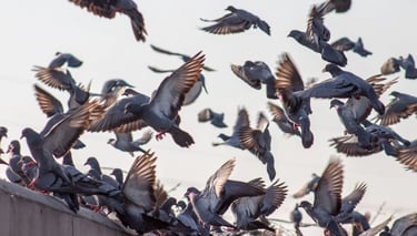 regroupement de pigeons en toiture