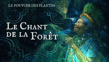 Le chant de la forêt : les plantes médicinales guérissent le corps et apaisent l’esprit.