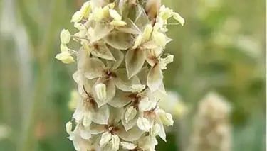 Psyllium husk, a natural fiber for digestive health