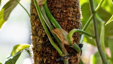 best climbing plants for moss poles