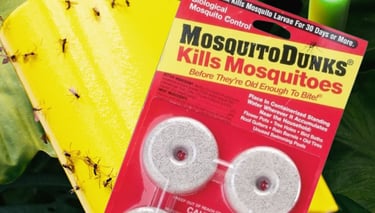 Mosquito Bits soaking in water to make mosquito bits tea for treating fungus gnat larvae