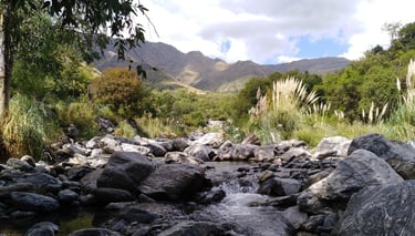 a stream running through a stream in a lush green forest