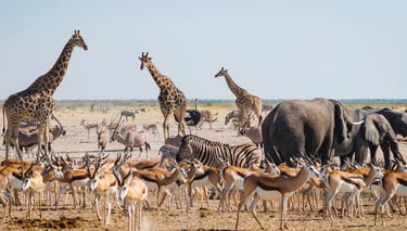 Lions and elephants at Etosha National Park with a tented camp in the background.