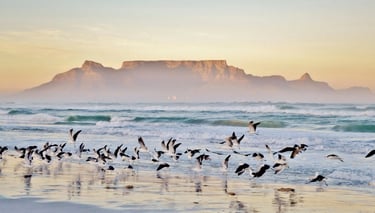 Safari drive with Big 5 in Kruger Park, Table Mountain view, and penguins at Boulders Beach.