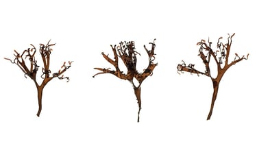 Mastocarpus stellatus