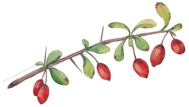 muddy colour twig with red berries pictureup