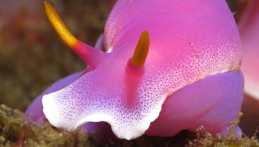 PADI Underwater Naturalist