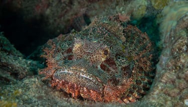 PADI Underwater Naturalist