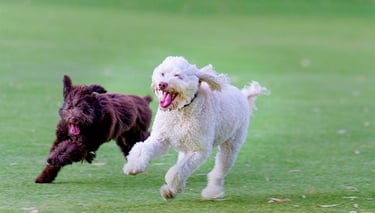 Two dogs run free at a park pet photos by Fisher Photography