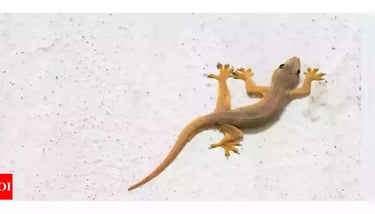 Lizard Pest Control Service