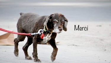 Dog Boarding, Dog Boarding near me, Pet Boarding, Pet Boarding near me, Dog Care, Happy Pettings