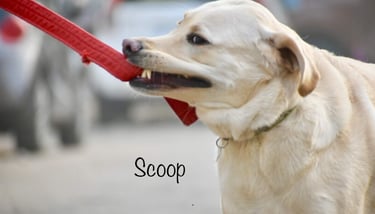 Dog Boarding, Dog Boarding near me, Pet Boarding, Pet Boarding near me, Dog Care, Happy Pettings