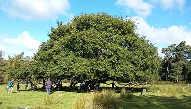 Acorn gathering