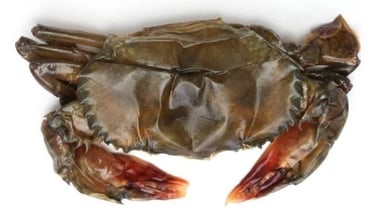 soft-shell crabs