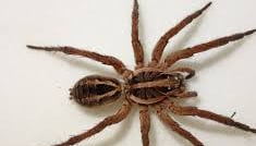 Spider Pest Control Service