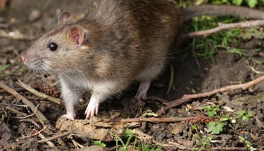 Rat Pest Control Service