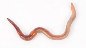 WARMS PEST CONTROL SERVICE