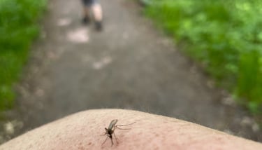 Mosquito sucking the life out of my arm, while hiking in the woods.