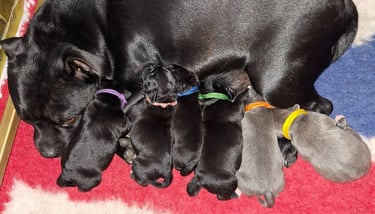 cuccioli di staffordshire bull terrier neri e blue con la mamma