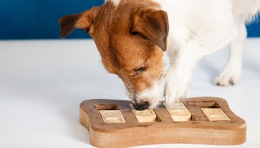 a dog is playing with a wooden block toy