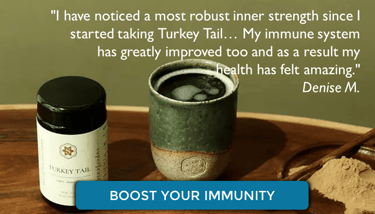 Turkey Tail Medicinal Mushroom for Immunity
