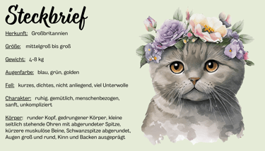 BKR Britisch Kurzhaar Rasse Steckbrief Charakter Aussehen Augen Kitten Nürnberg