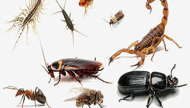 GENERAL PEST CONTROL SERVICE