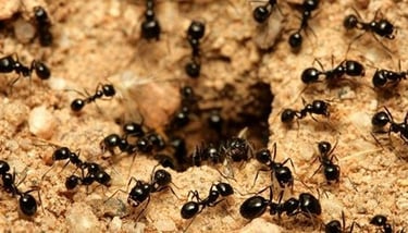 Ants Pest Control Service