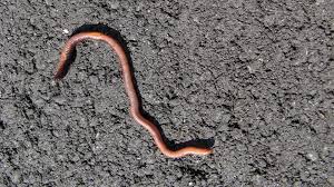 WARMS PEST CONTROL SERVICE