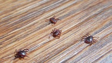 DOG TICK PEST CONTROL SERVICE