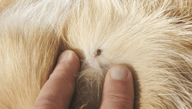 DOG TICK PEST CONTROL SERVICE