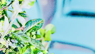 Botanical Art by Fermionne in the collection Yours Florally. It is a glittery leaves over a teal bg.